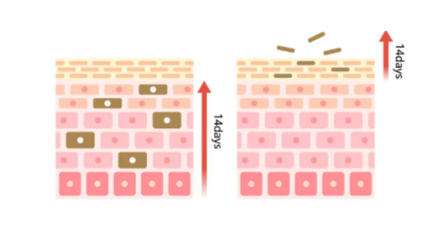 Skin Renewal Cycle